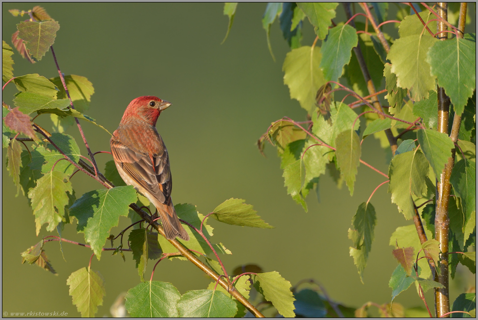 auch ein schöner Rücken... Karmingimpel *Carpodacus erythrinus*