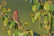 auch ein schöner Rücken... Karmingimpel *Carpodacus erythrinus*