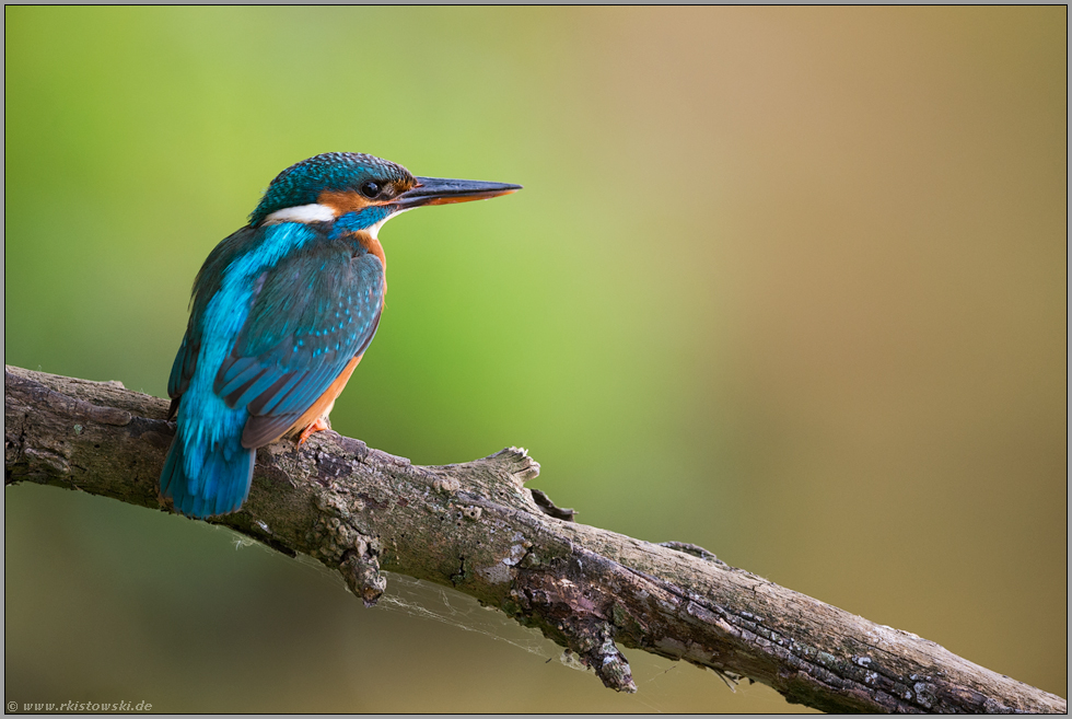 die Alte... Eisvogel *Alcedo atthis*, adultes Weibchen