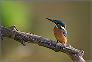 ein junges Weibchen... Eisvogel *Alcedo atthis*