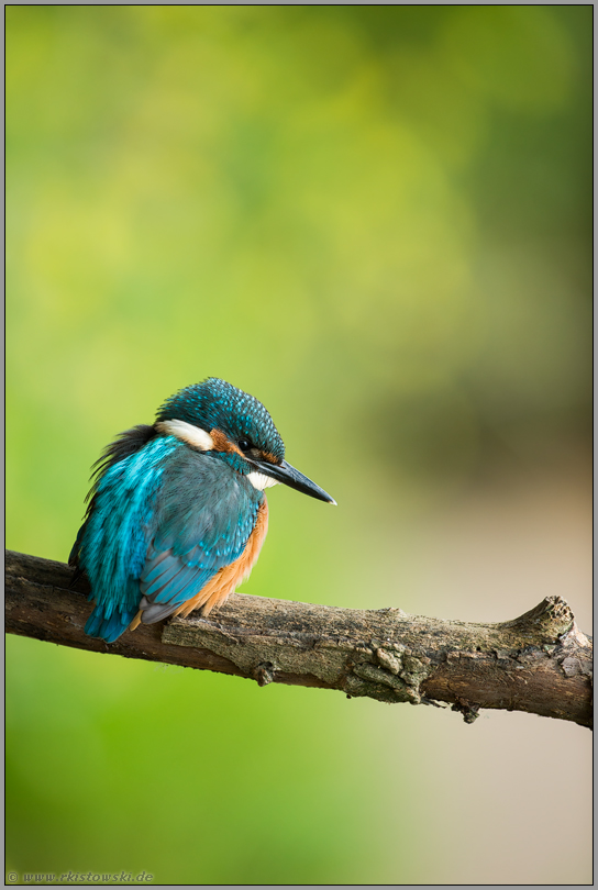 Blick ins Wasser... Eisvogel *Alcedo atthis*, Jungvogel bei der Jagd