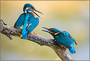 hartnäckig... Eisvogel *Alcedo atthis*, Jungvogel bettelt Altvogel um Futter an (3/5)