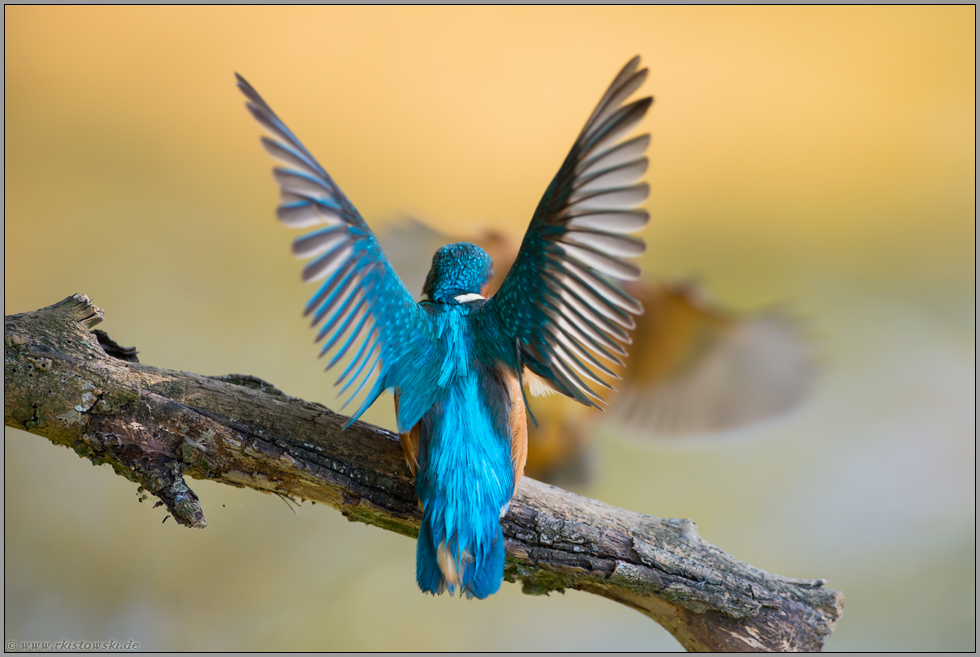 Rivalität... Eisvogel *Alcedo atthis* im Streit