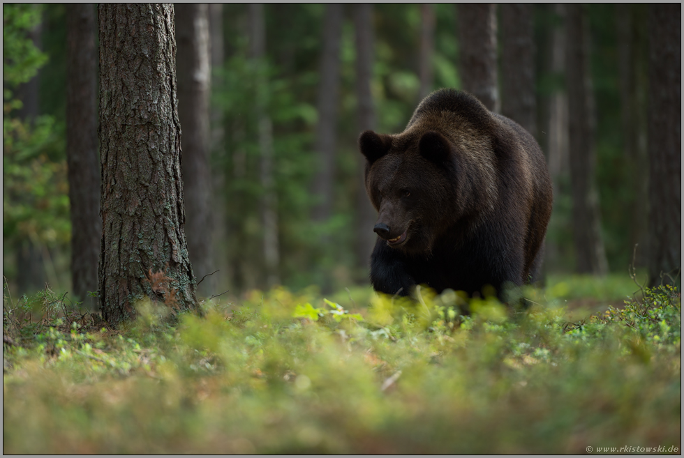 tief im Wald... Europäischer Braunbär *Ursus arctos*