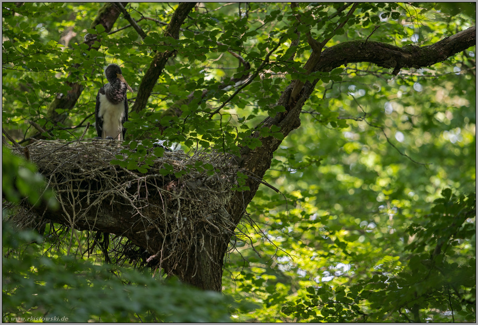 einer von vieren... Schwarzstorch *Ciconia nigra*, Jungstorch im Nest