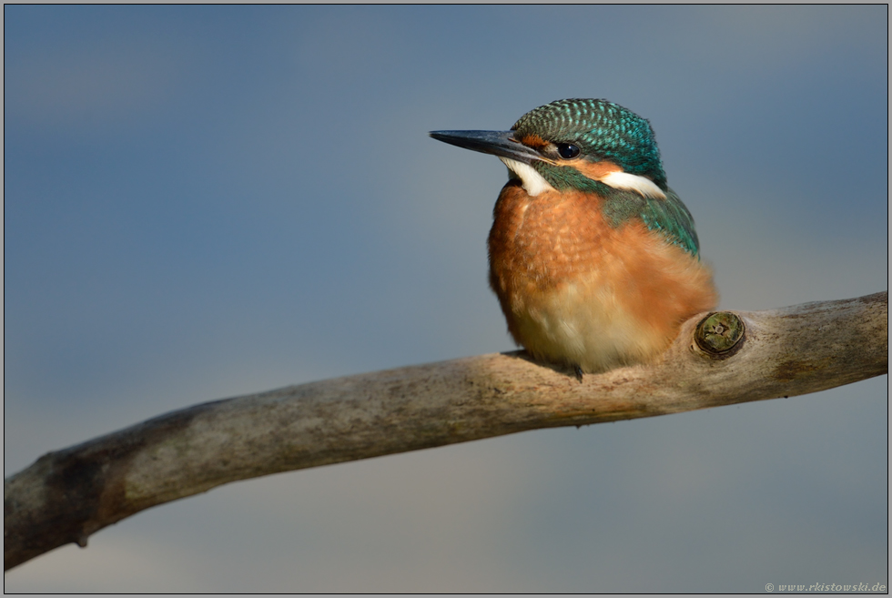 unser kleiner Star.. Eisvogel *Alcedo atthis*, Jungvogel