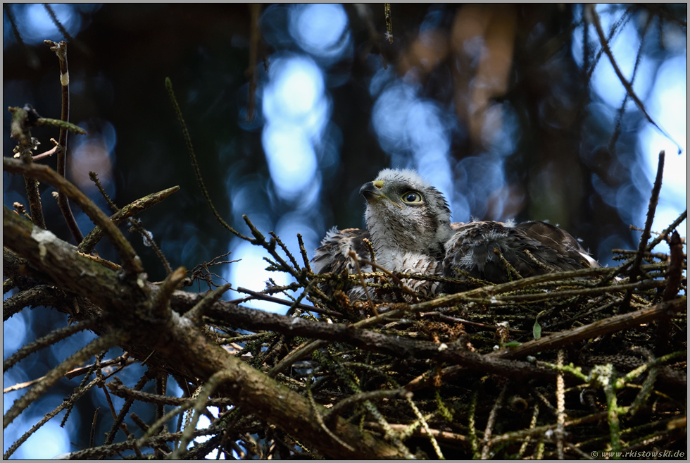 erwartungsvoller Blick... Sperber *Accipiter nisus*, Jungvogel erwartet Fütterung