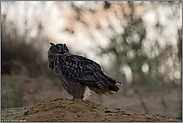 der Abendgruß...  Europäischer Uhu *Bubo bubo* wird in der Dämmerung aktiv