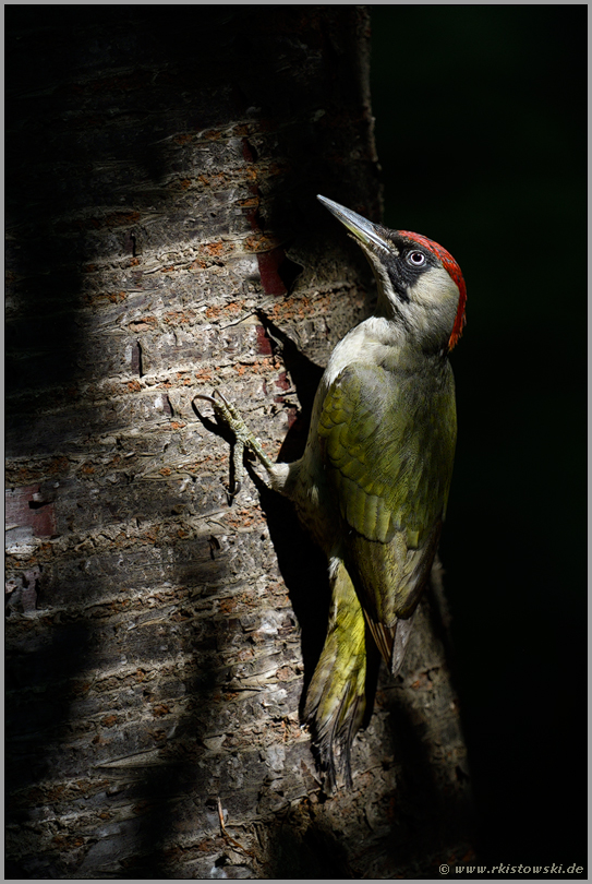 im Spiel von Licht und Schatten... Grünspecht *Picus viridis* an einem Baum im Wald