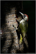 im Spiel von Licht und Schatten... Grünspecht *Picus viridis* an einem Baum im Wald