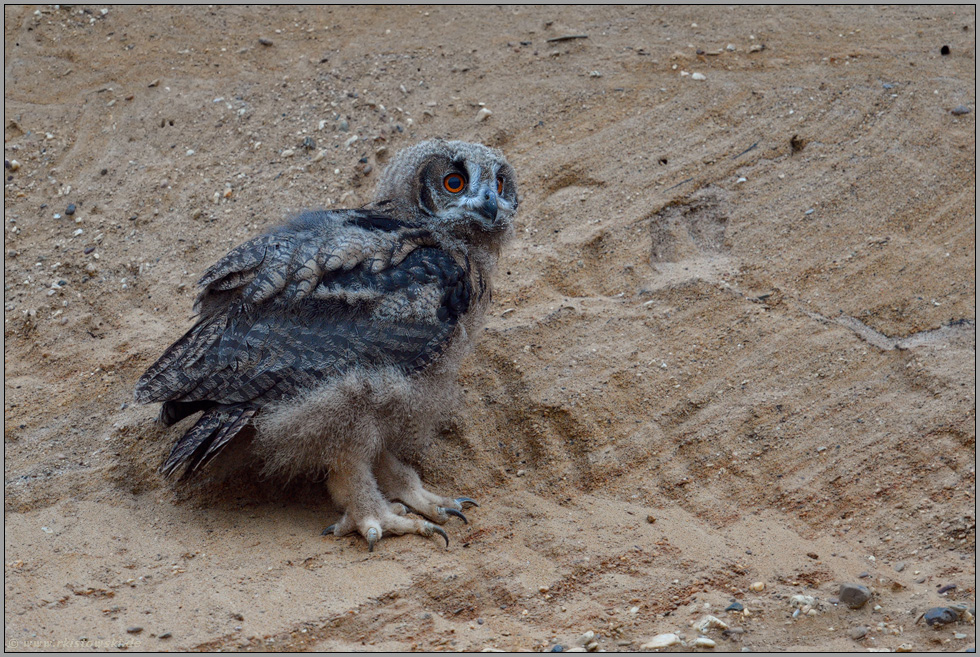 noch unsicher... Europäischer Uhu *Bubo bubo*, Jungvogel on Tour