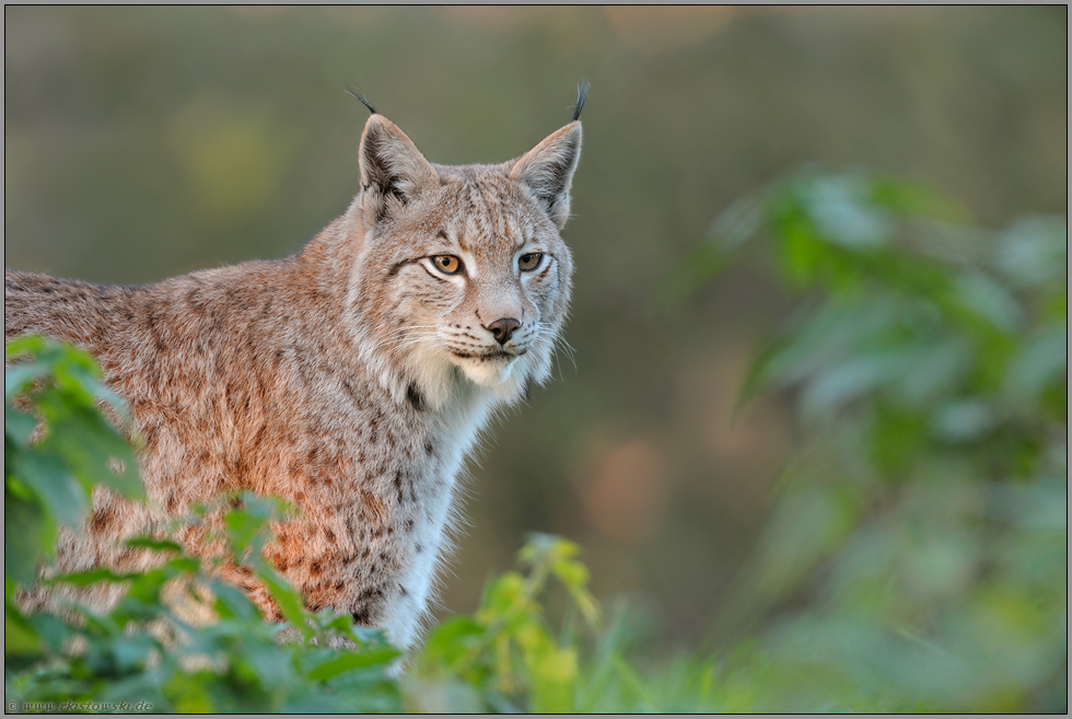 Pinselohren und Backenbart... Eurasischer Luchs *Lynx lynx*