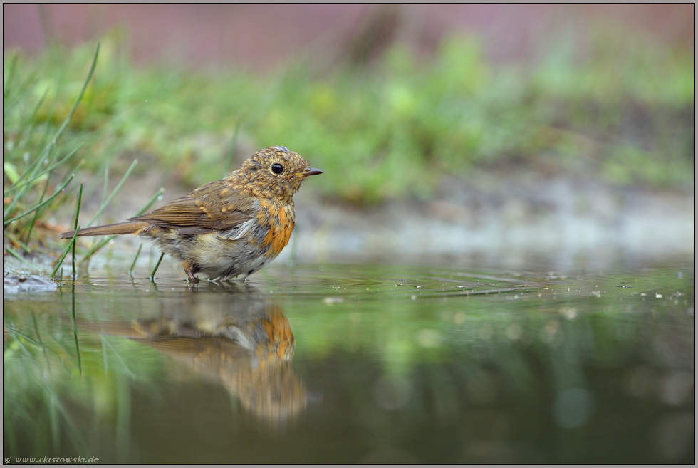 beim Bad... Rotkehlchen *Erithacus rubecula*, Jungvogel