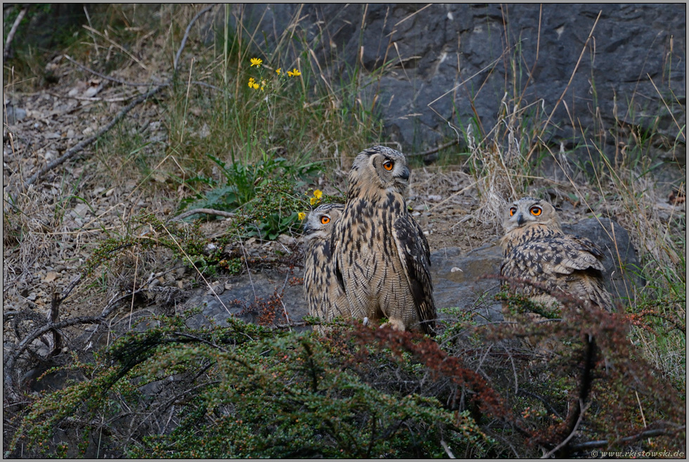 Geschwister... Europäischer Uhu *Bubo bubo*, drei nahezu erwachsene Jungvögel