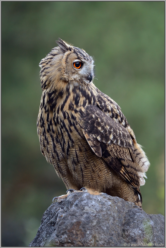 entspannt... Europäischer Uhu *Bubo bubo*, Ohreule mit geringer Fluchtdistanz