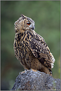 entspannt... Europäischer Uhu *Bubo bubo*, Ohreule mit geringer Fluchtdistanz