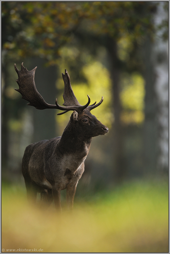 im Spätsommer... Damhirsch *Dama dama* im Wald