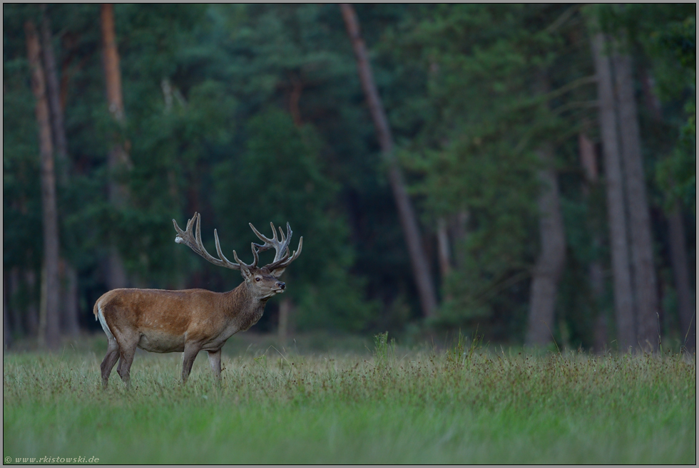 Kräfte sammeln... Rothirsch *Cervus elaphus* mit Bastgeweih in der Feistzeit