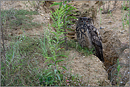 direkter Blick... Europäischer Uhu *Bubo bubo* sitzt über Tag in einer Sand- und Kiesgrube