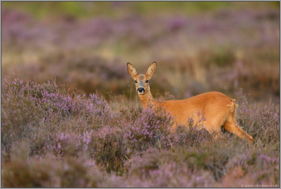 inmitten blühender Heide... Reh *Capreolus capreolus*