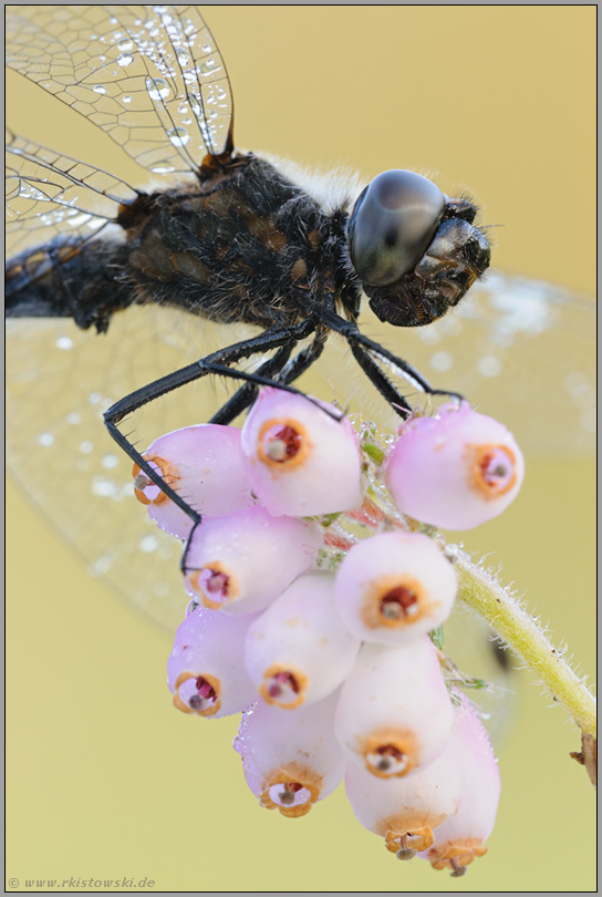 Drachenfliege... Schwarze Heidelibelle *Sympetrum danae*