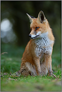 Jungfuchs... Rotfuchs *Vulpes vulpes* im Spätsommer