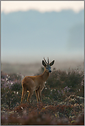 hab' acht... Rehbock  *Capreolus capreolus* in der Heide