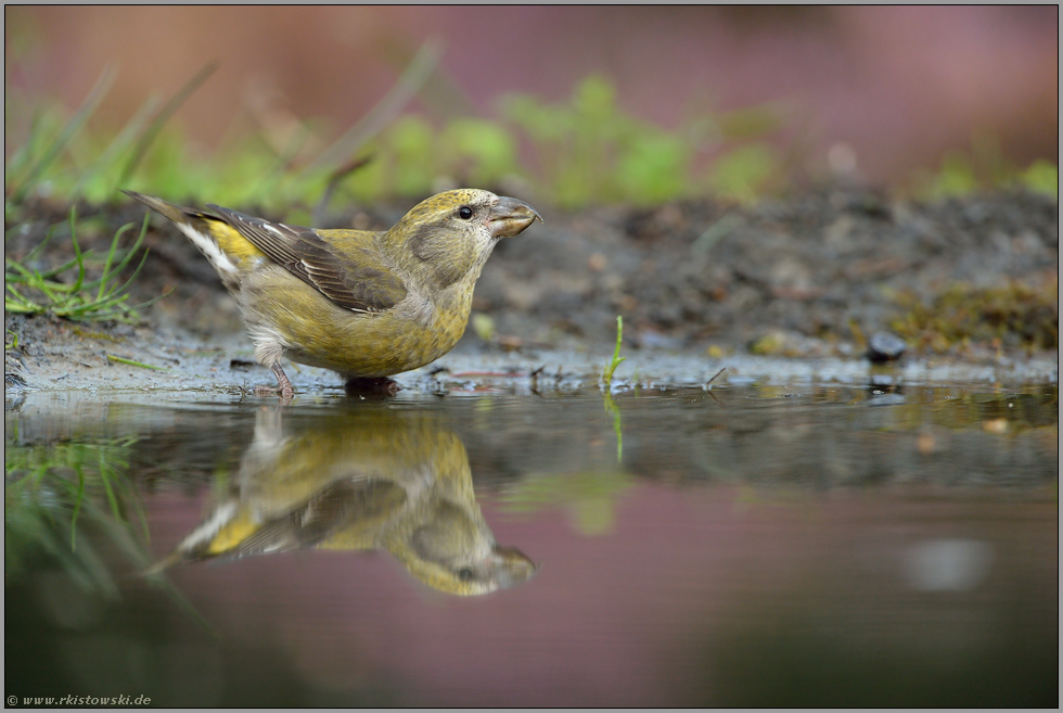 Jungvogel oder Altvogel... Fichtenkreuzschnabel  *Loxia curvirostra* an der Tränke