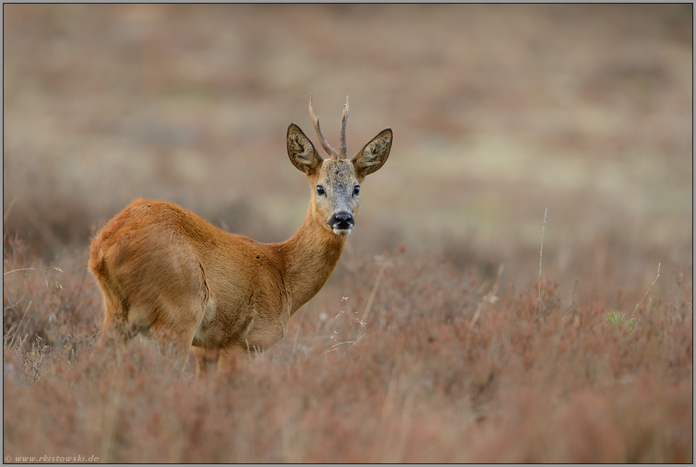 Herbstfarben... Rehbock *Capreolus capreolus*