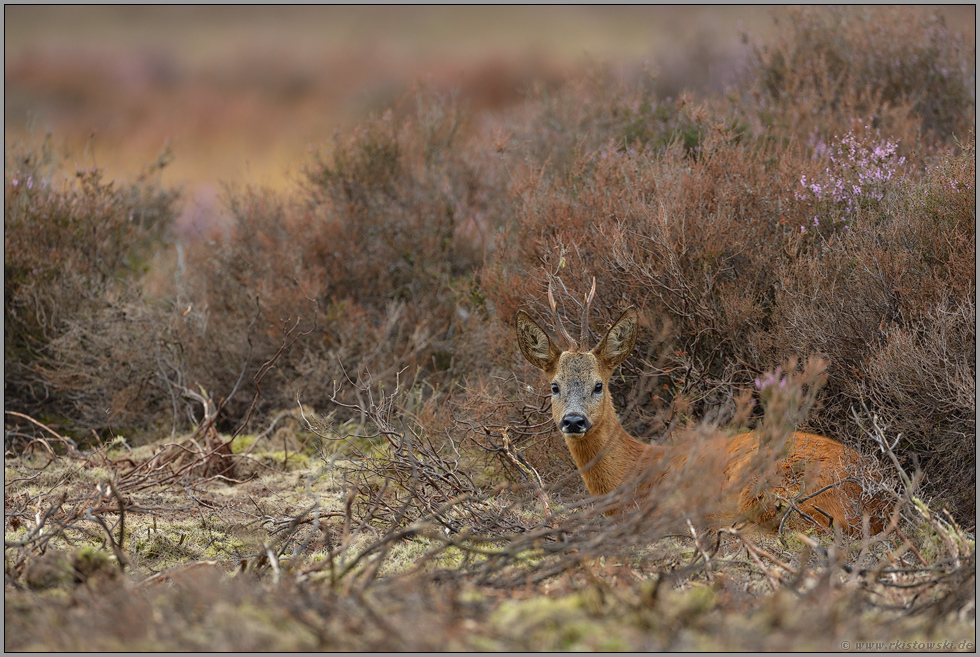 ruhend... Rehbock *Capreolus capreolus*