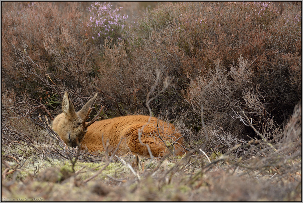 schlafend... Rehbock *Capreolus capreolus*