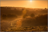 Lens flares... Sonnenaufgang *Veluwe* über der Heide