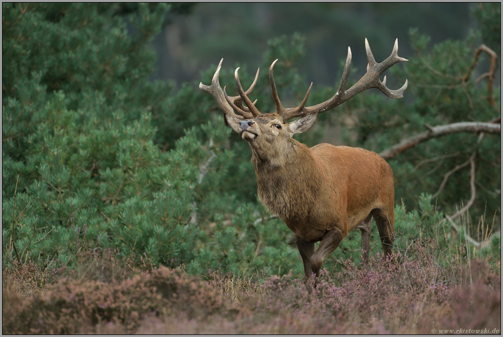 Kraftpaket... Rothirsch * Cervus elaphus* zu Brunftbeginn