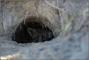 im Fuchsbau... Rotfuchs *Vulpes vulpes* in seinem Bau