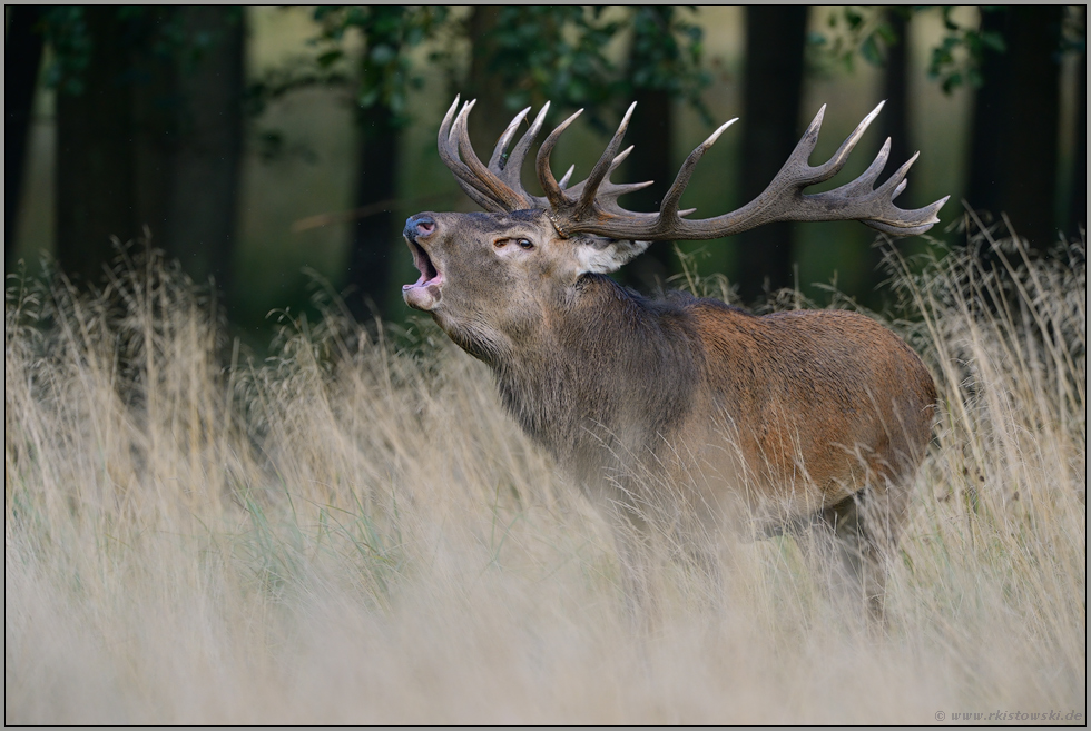 am Waldrand im hohen Gras... Rothirsch *Cervus elaphus" heiser röhrend in der Brunft