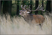 am Waldrand im hohen Gras... Rothirsch *Cervus elaphus" heiser röhrend in der Brunft