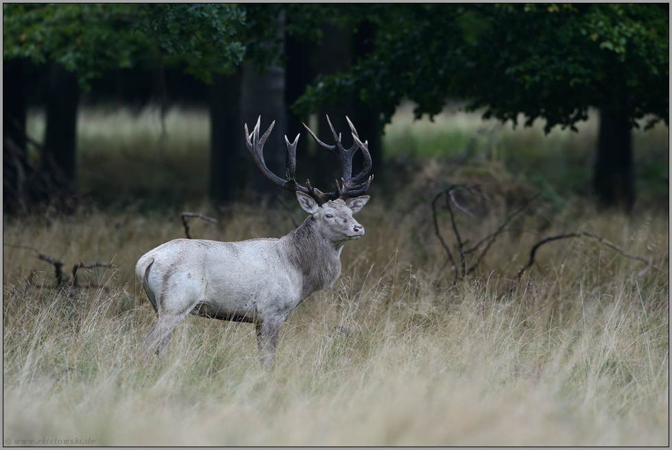 weisser Hirsch... Rothirsch *Cervus elaphus*