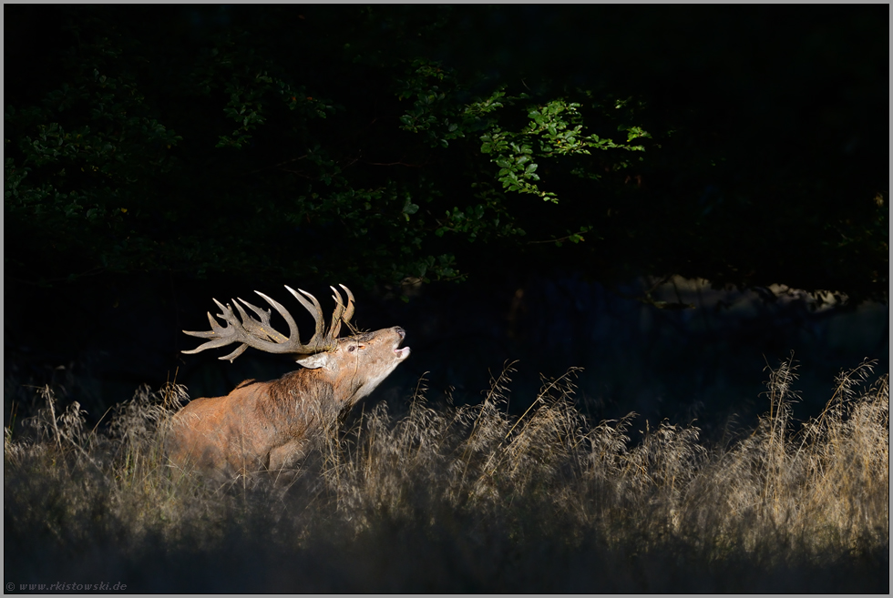 röhrender Hirsch im Wald... Rothirsch *Cervus elaphus*