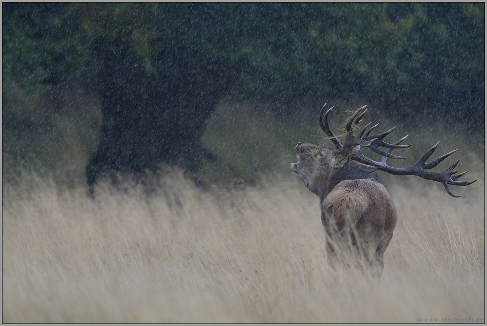 heftiger Regen... Rothirsch *Cervus elaphus* in der Brunft