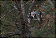 Jagdflug... Bartkauz *Strix nebulosa* kurz nach dem Abstoss von seiner Ansitzwarte