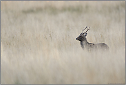 in weiter Grassteppe... Sikahirsch *Cervus nippon * im hohen Gras