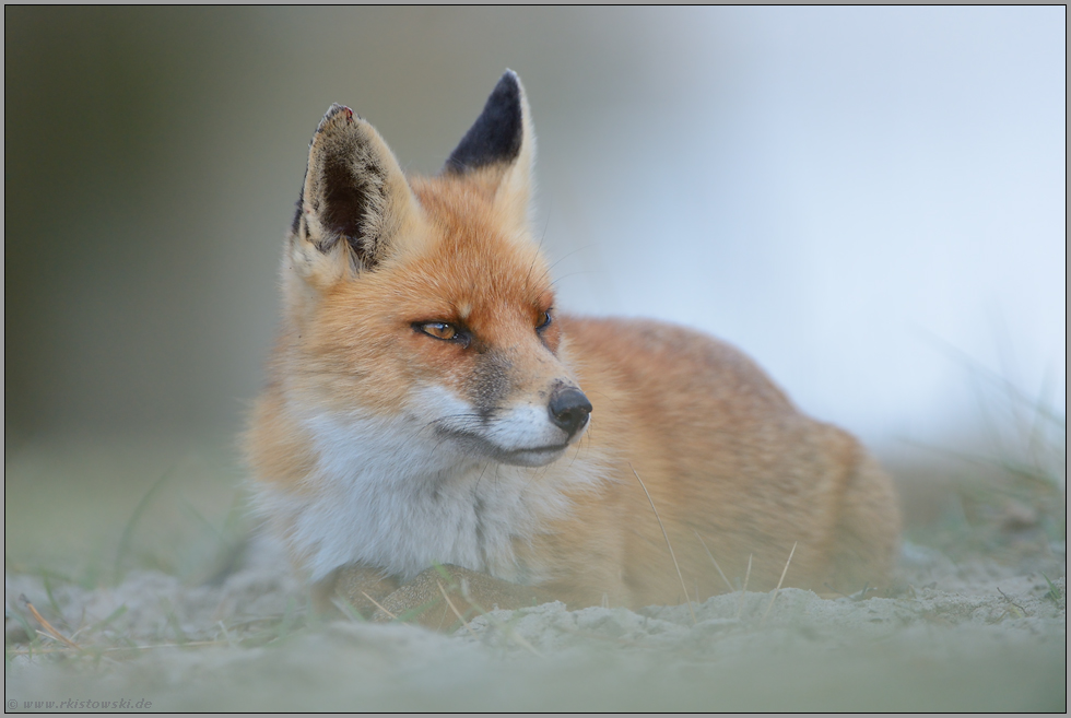 kuschelig... Rotfuchs *Vulpes vulpes* ruht über Mittag