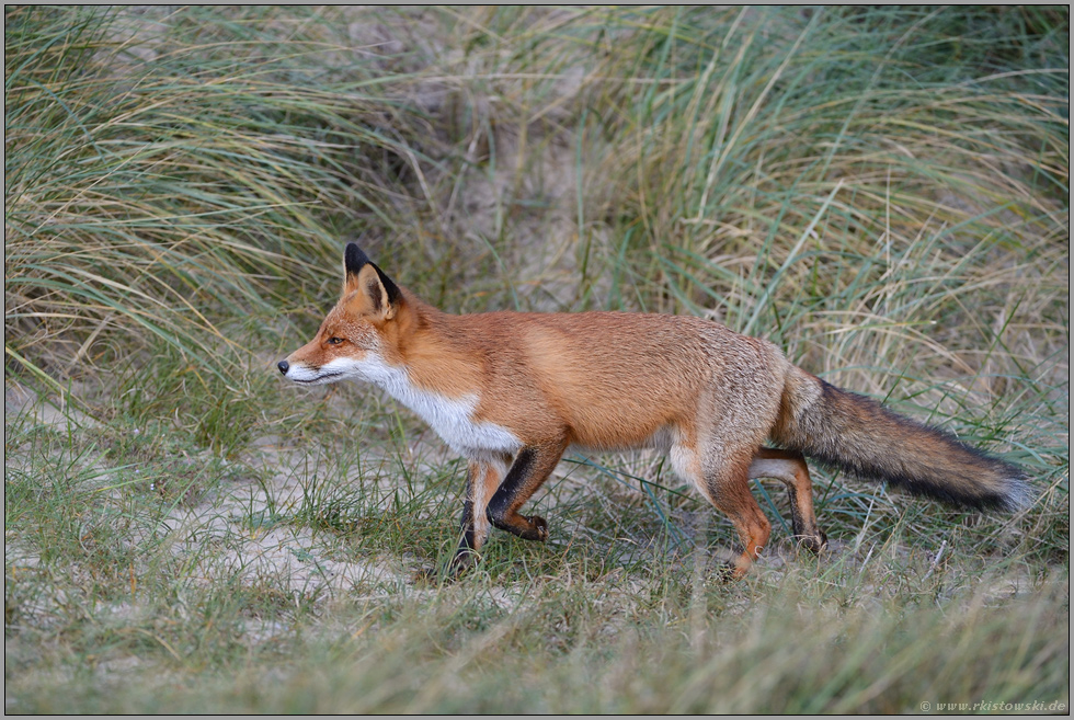 auf der Pirsch... Rotfuchs *Vulpes vulpes*
