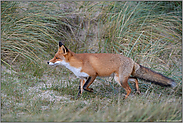 auf der Pirsch...  Rotfuchs *Vulpes vulpes*