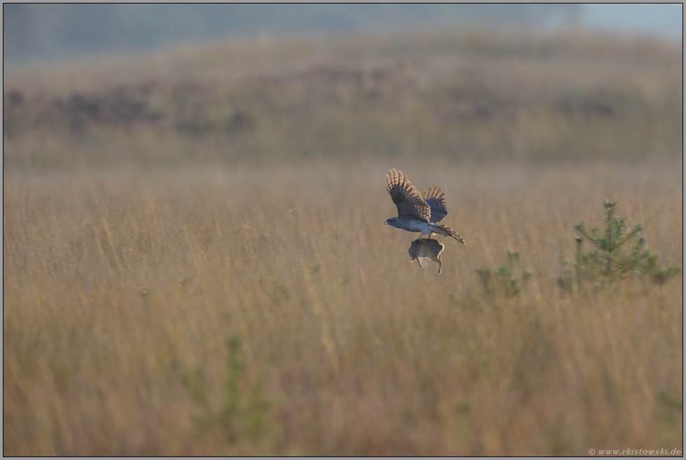 erbeutetes Kaninchen ... Habicht *Accipiter gentilis* fliegt mit einem Kaninchen in den Fängen