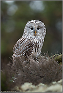 eindringlicher Blick... Habichtskauz *Strix uralensis* schaut direkt in die Kamera