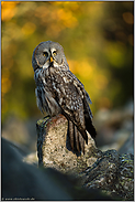 Leuchten der Herbstfarben... Bartkauz *Strix nebulosa* sitzt erhöht auf einem Stein