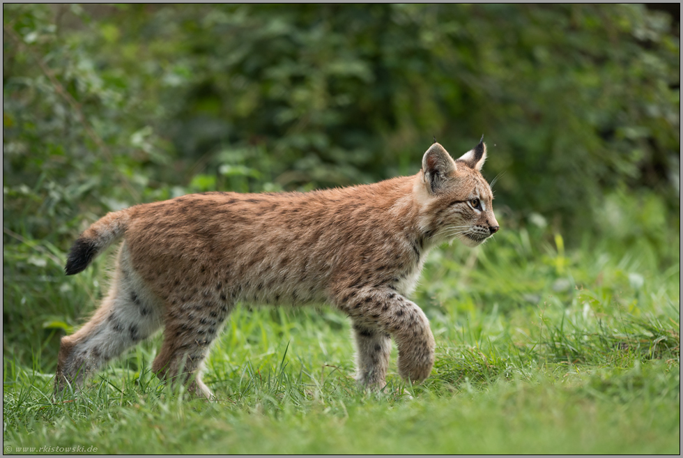 am Waldrand... Eurasischer Luchs *Lynx lynx*, Jungtier