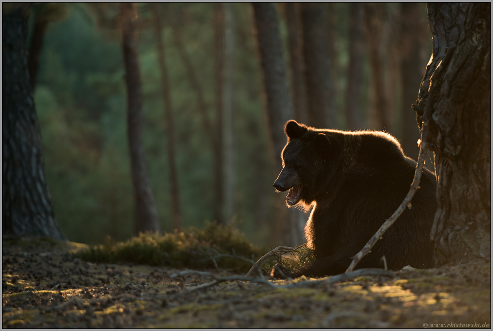 erbost... Europäischer Braunbär *Ursus arctos* im Wald