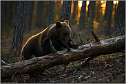 am Baumstamm... Europäischer Braunbär *Ursus arctos* im Wald